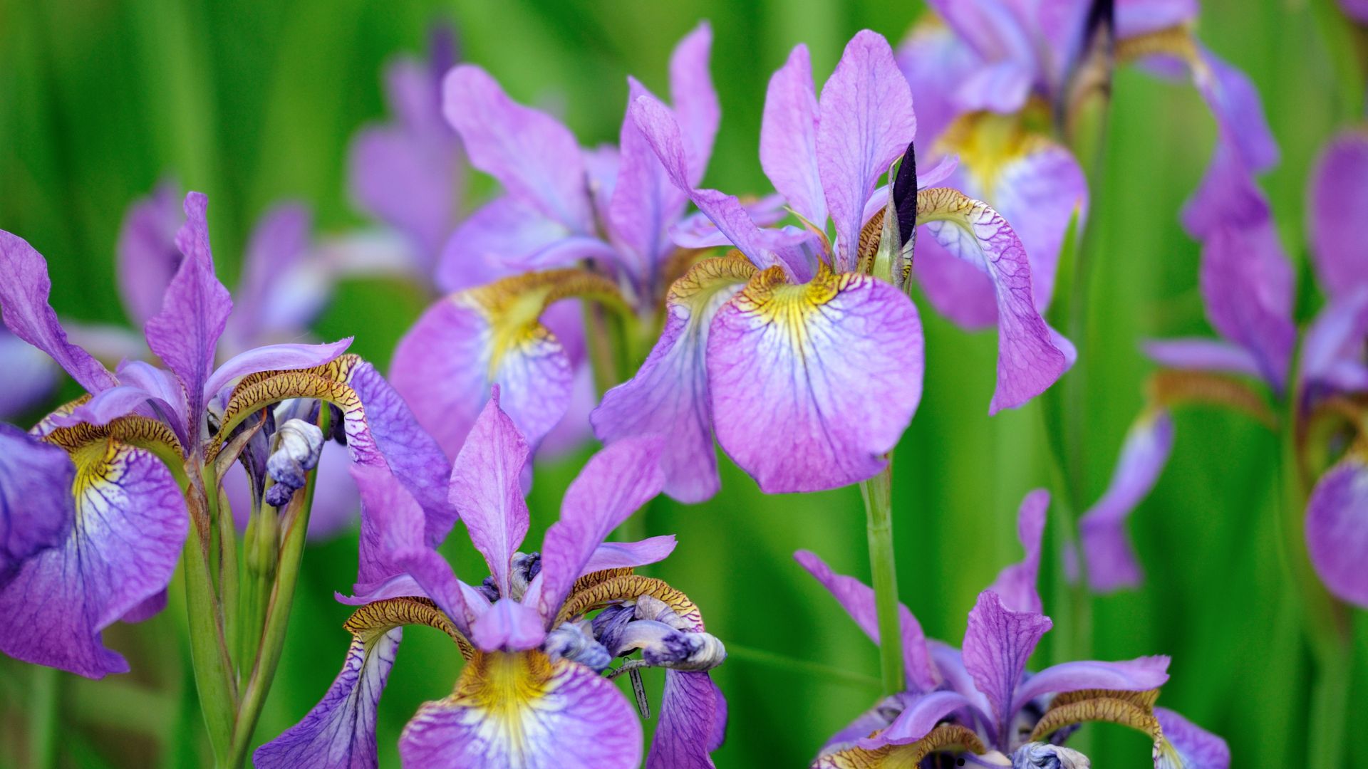 purple iris